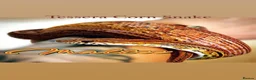Python Snake reptiles for sale: 5 for £50 -adult docile Corn Snake & Ball Pythons - Advert 16