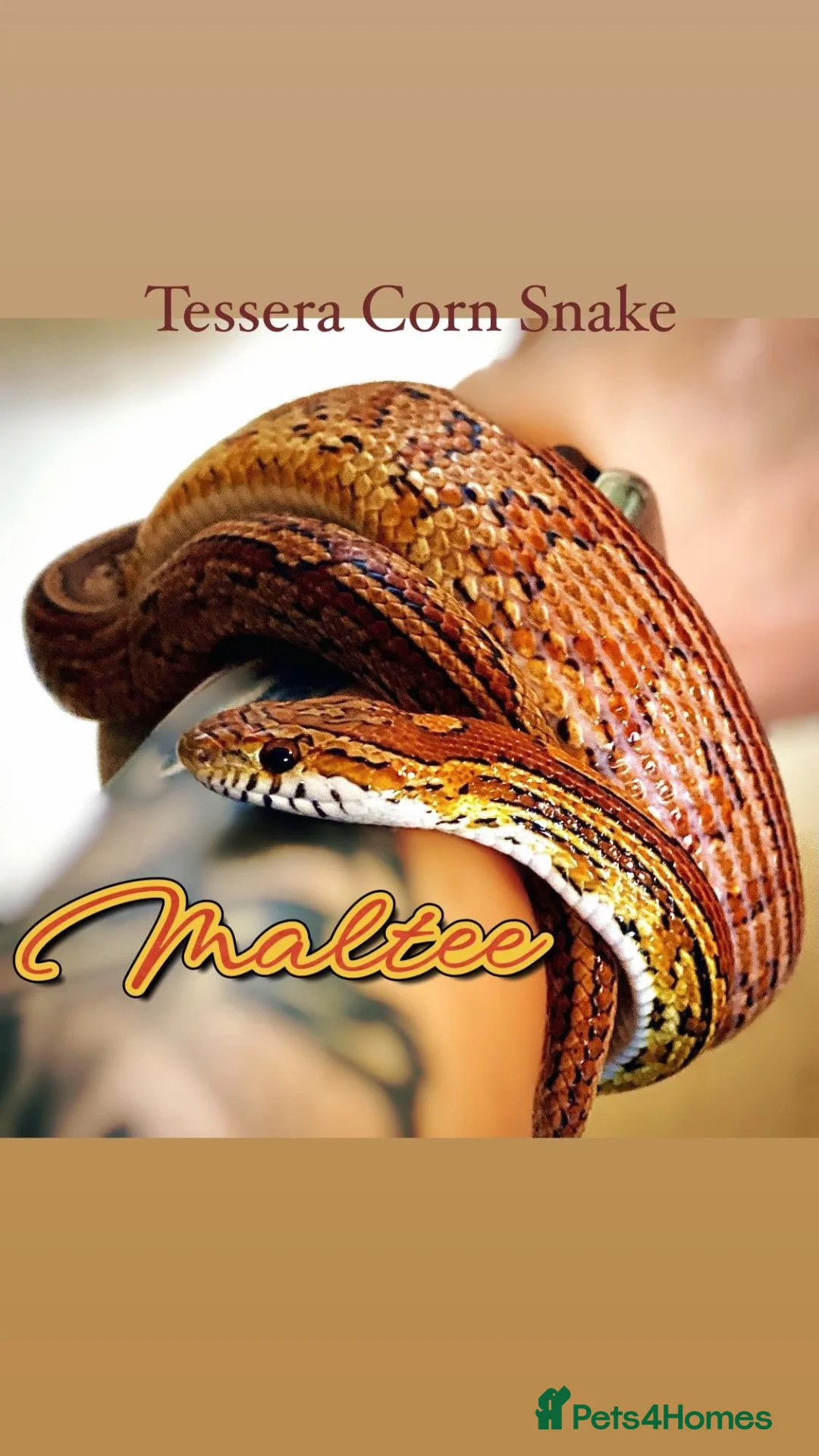 Python Snake reptiles for sale: 5 for £50 -adult docile Corn Snake & Ball Pythons - Advert 16