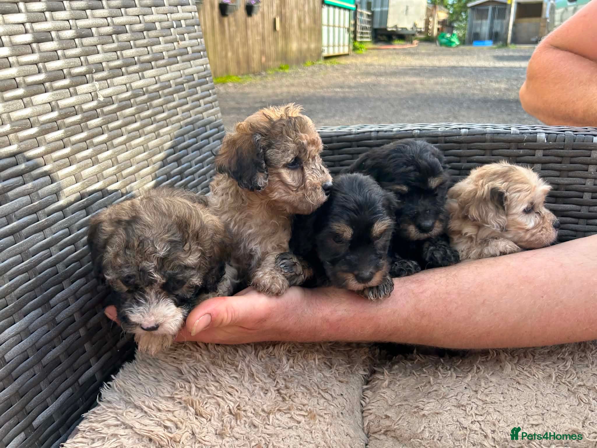 Lhasapoo dogs for sale: 5 gorgous lhasapoos in Bacup - Advert 6