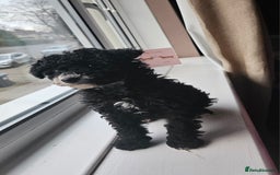 Maltipoo dogs for sale: 6 months old maltipoo - Image 4