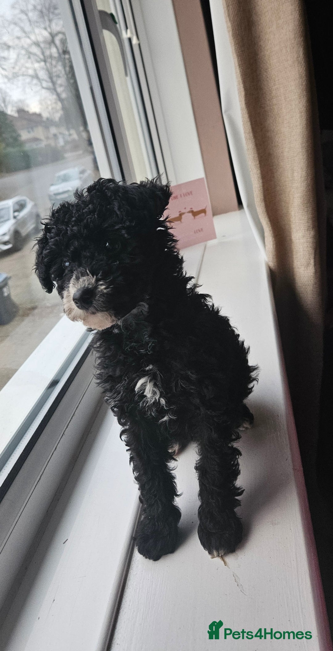 Maltipoo dogs for sale: 6 months old maltipoo - Image 4