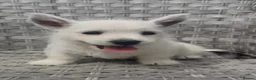 West Highland Terrier dogs for sale: West Highland Terrier Pups looking new home - Advert 11