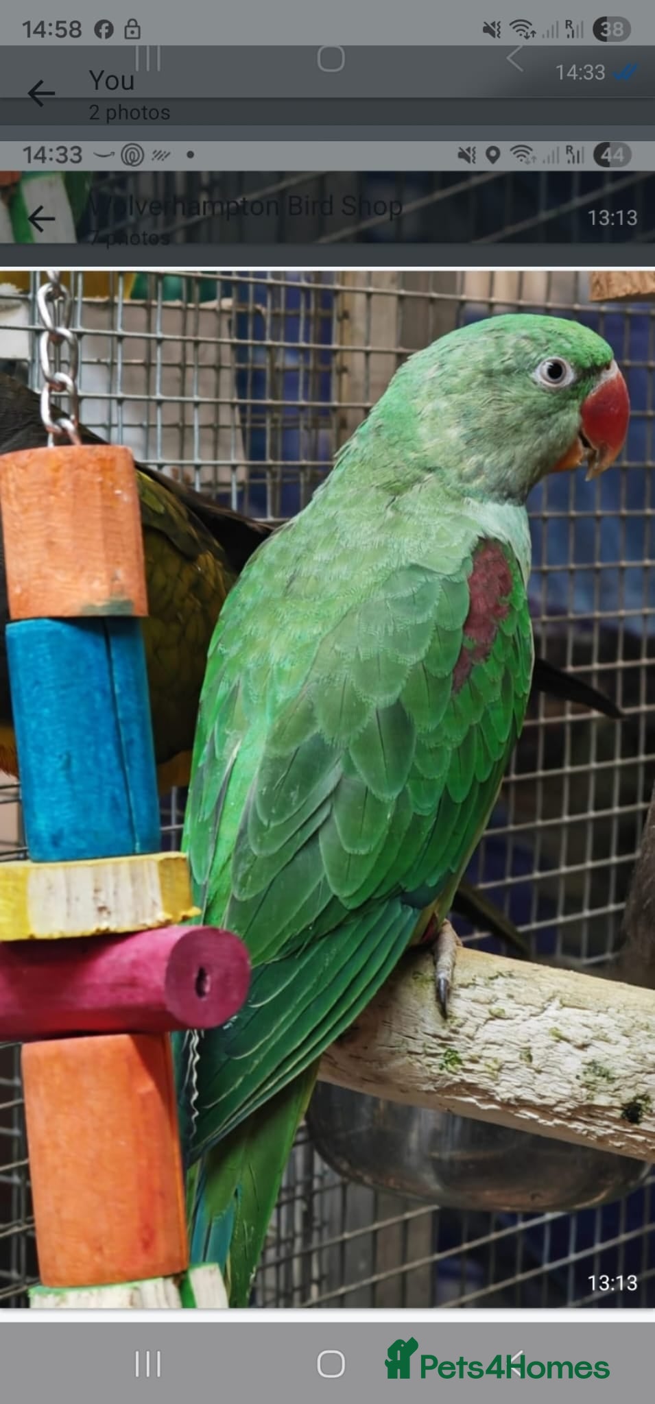 Parrots birds Xxx BIRDS/PARAKEETS/PARROTS xxX - Advert 6