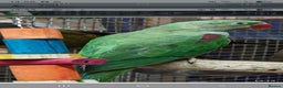 Parrots birds for sale: Xxx BIRDS/PARAKEETS/PARROTS xxX - Advert 3