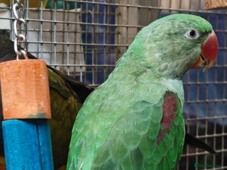 Parrots birds Xxx BIRDS/PARAKEETS/PARROTS xxX - Advert 1