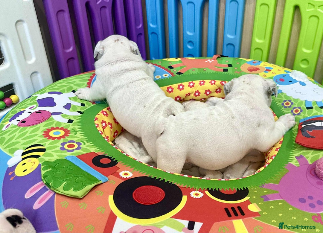 English Bulldog dogs for sale: ** PUREBRED STANDARD COLOUR BULLDOG PUPPIES** - Advert 22