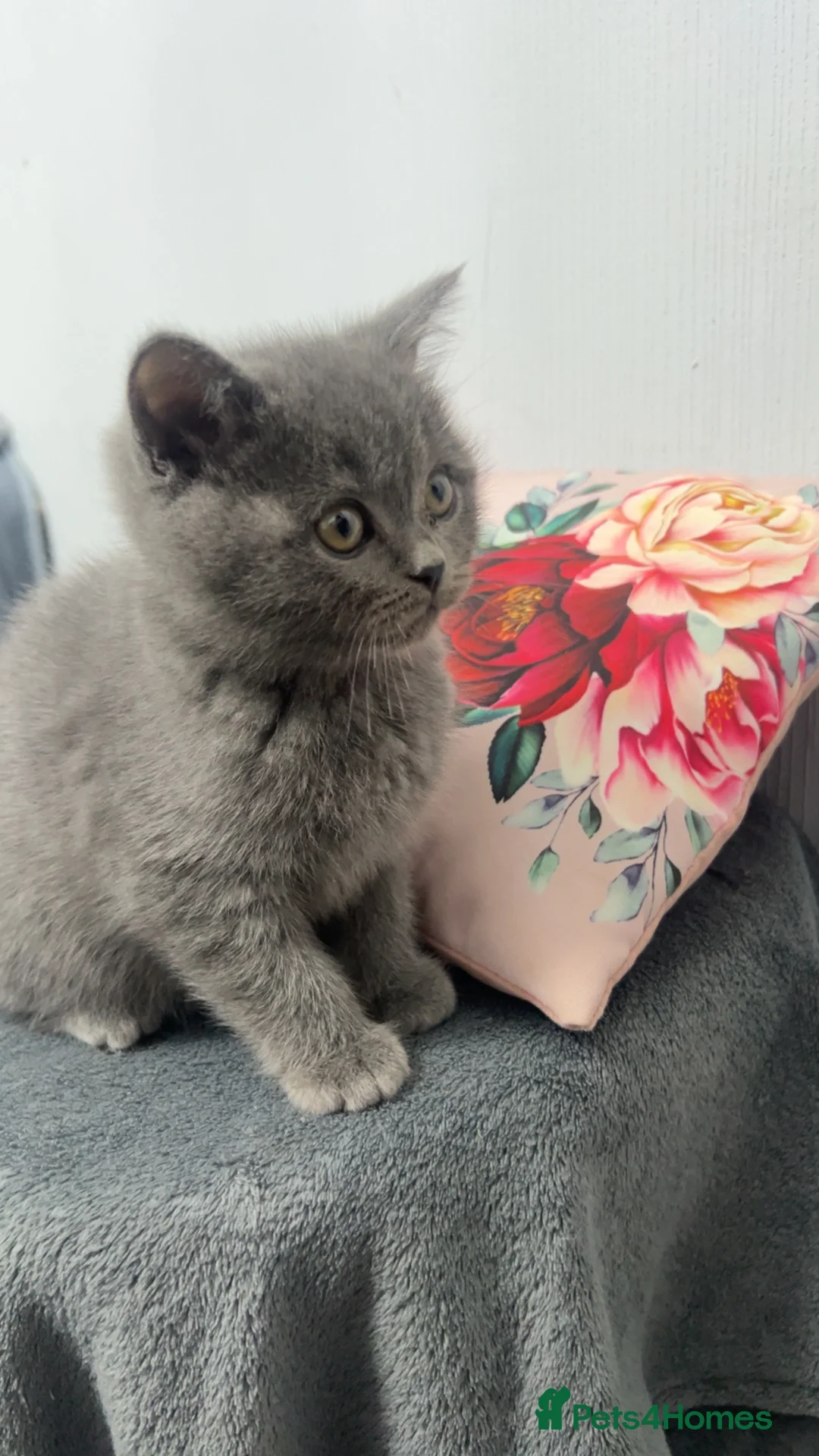 British Shorthair cats for sale: British Shorthair kittens - Advert 2