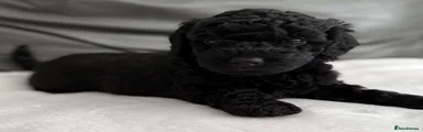 Black Miniature Poodle orange collar 