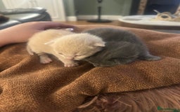 British Shorthair cats for sale: British shorthair x Ragdoll kittens. Mixed prices - Image 1