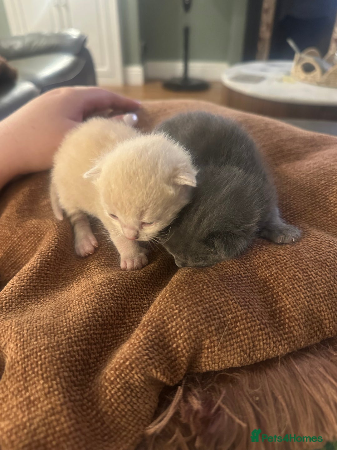 British Shorthair cats for sale: British shorthair x Ragdoll kittens. Mixed prices - Image 1