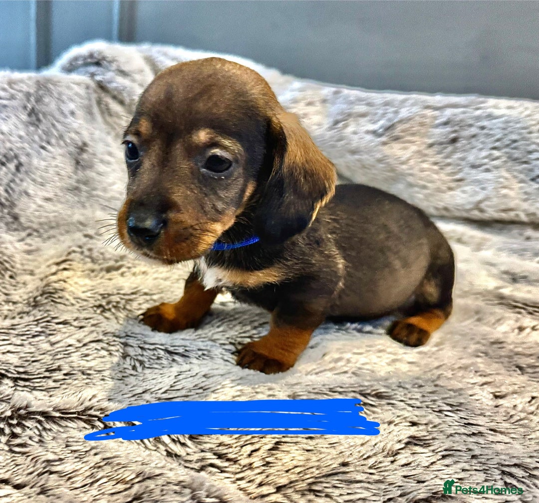 Dachshund dogs for sale: wirehaired dachshunds (teckels) - Image 22