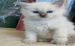 Ragdoll cats for sale: Calm & Lovin Rag dolls super sweet - Image 7