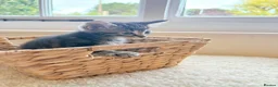 Mixed Breed cats for sale: 2 lovely tabby girls  - Advert 6