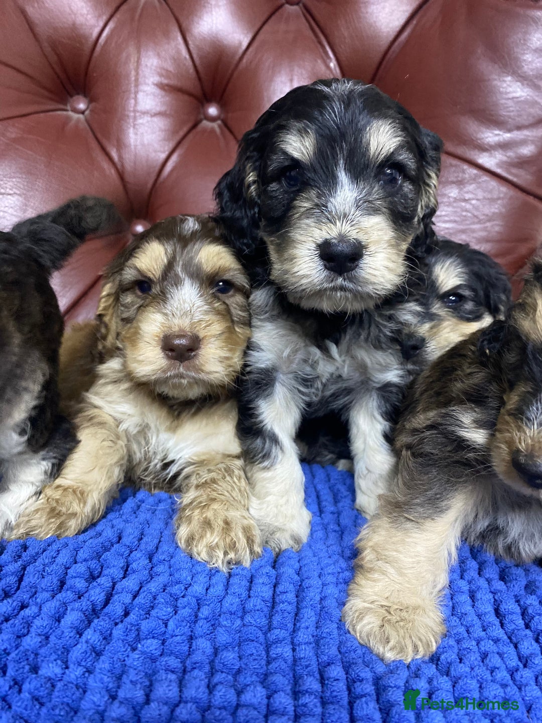 Cockapoo dogs for sale: F1 Gen Cockapoo Puppies - Image 20