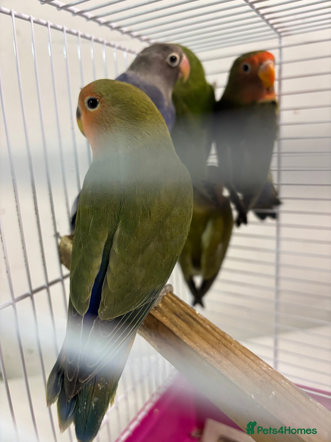 Lovebirds birds for sale: Young livebirds - Advert 5