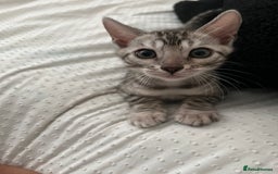 Bengal cats for sale: Grey/Silver Bengal Kitten (Male) - Image 4