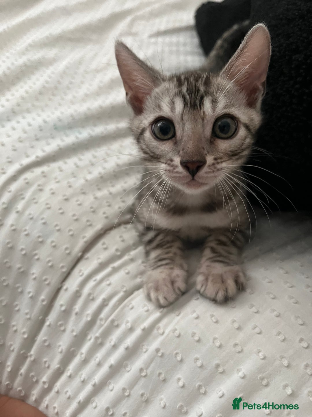 Bengal cats for sale: Grey/Silver Bengal Kitten (Male) - Image 4