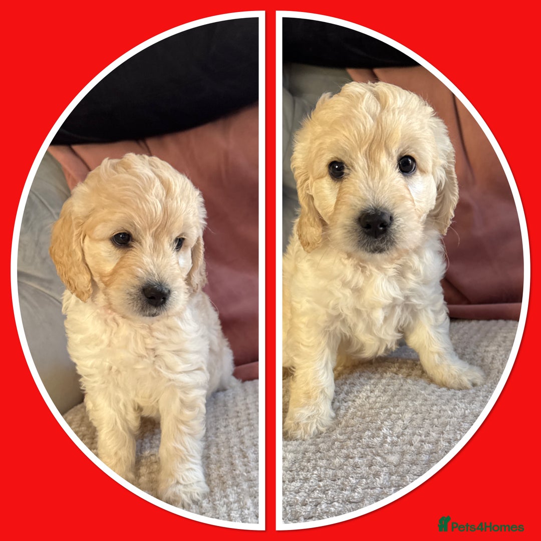 Mini Goldendoodle dogs for sale: Ready 19/9 Family Raised F1 Mini Goldendoodles 💖  - Image 18