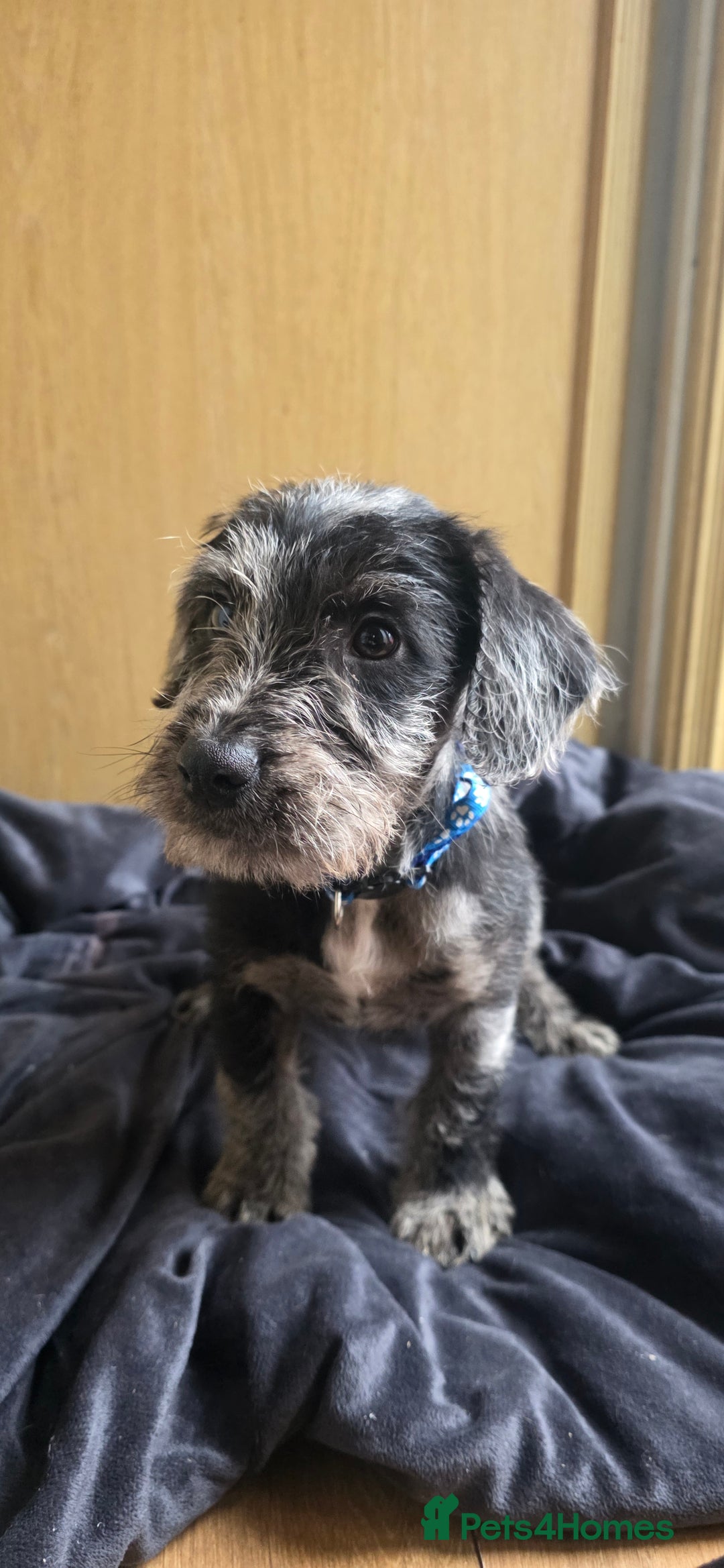 Irish Terrier dogs for sale: Five puppies for sale  - Advert 9