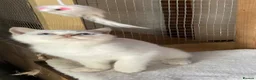 British Shorthair cats for sale: British Shorthair Kitten - Advert 7