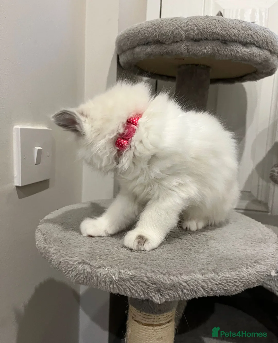 Ragdoll cats for sale: Ragdoll Bluepoint Kittens - 1 Female 1 Male in Manchester - Advert 2