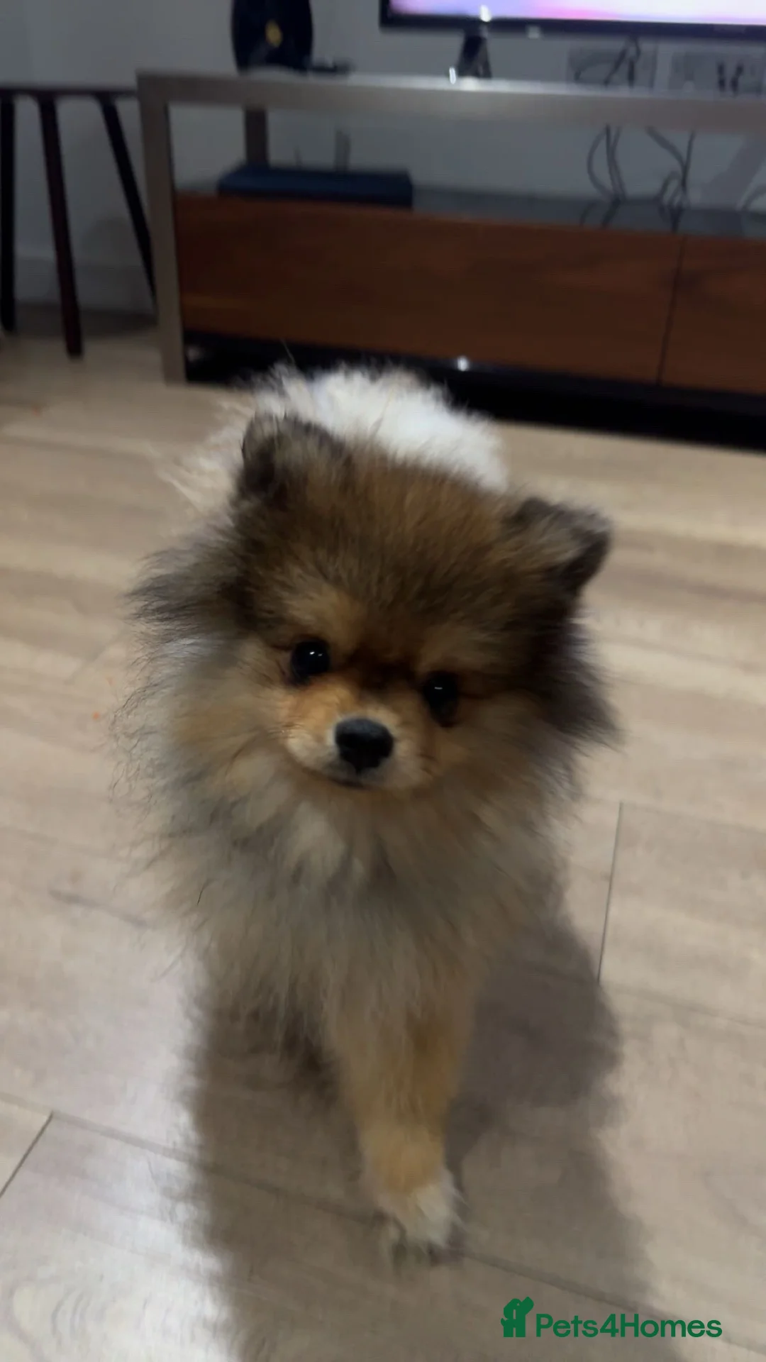 Pomeranian dogs for sale: Friendly, Beautiful And Energetic Male Pomeranian  in London - Advert 2