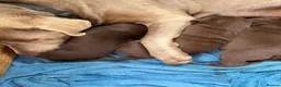 Labrador Retriever dogs for sale: Beautiful chocolate Labrador puppies  - Advert 10