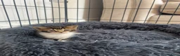 Burmese cats for sale: Burmese cross beautiful kittens in Leatherhead - Advert 5