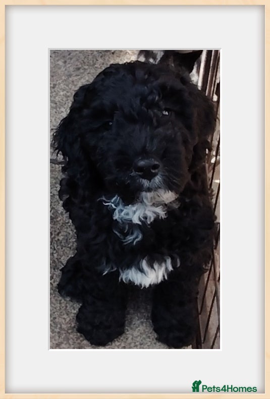 Cockapoo dogs F2 cockapoo puppies  - Advert 1