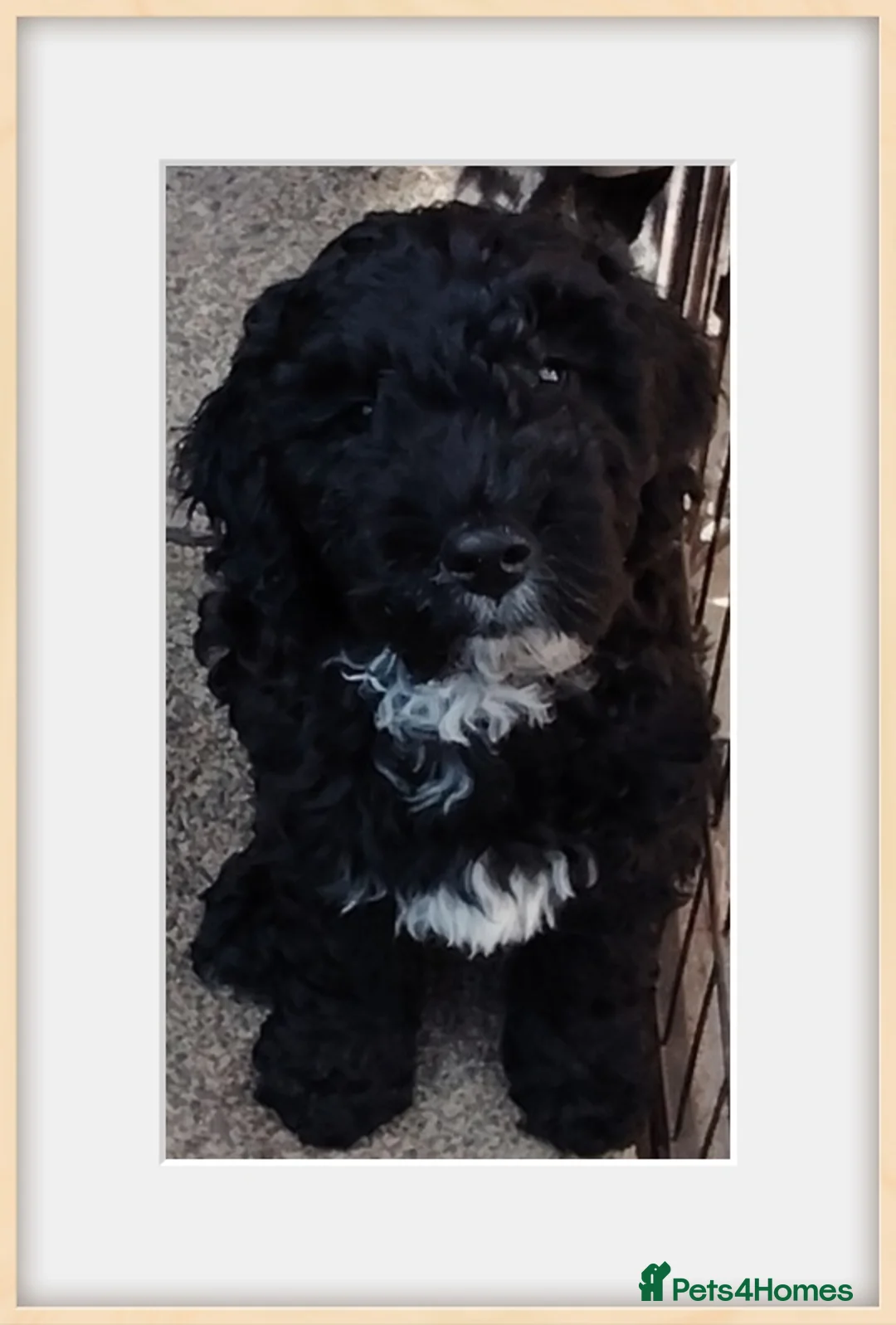Cockapoo dogs for sale: Reduced cockapoo puppies  - Advert 1