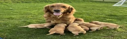 Golden Retriever dogs for sale: Beautiful KC Golden Retriever Puppies - Advert 3