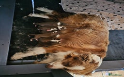 Border Collie dogs for sale: Red/White border collie puppies - Image 11