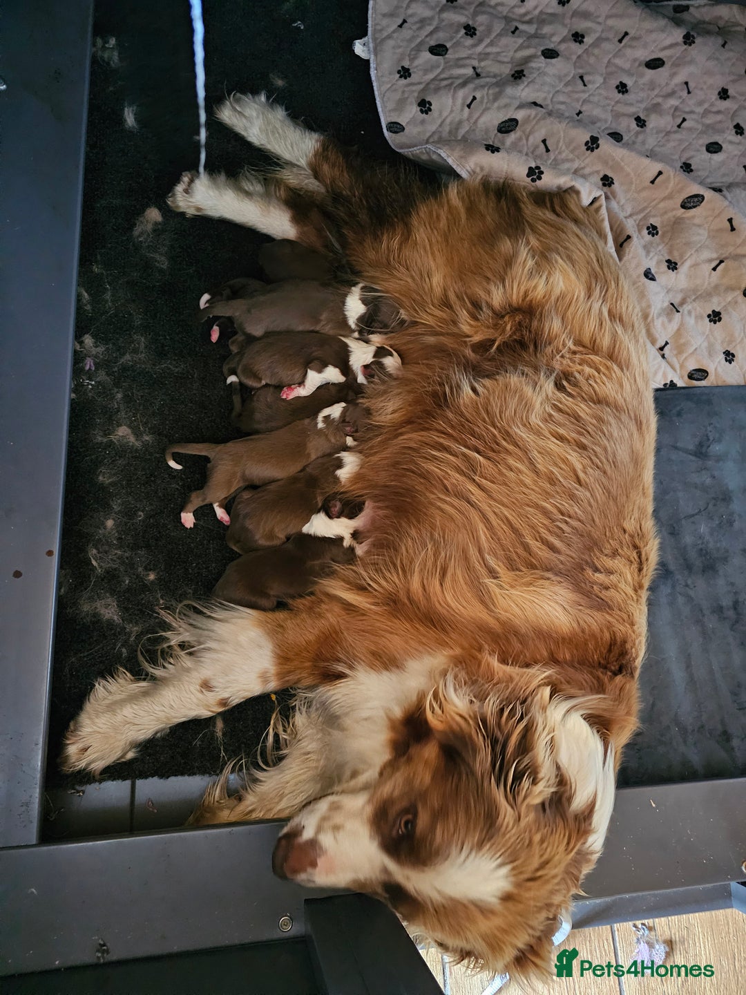 Border Collie dogs for sale: Red/White border collie puppies - Image 11