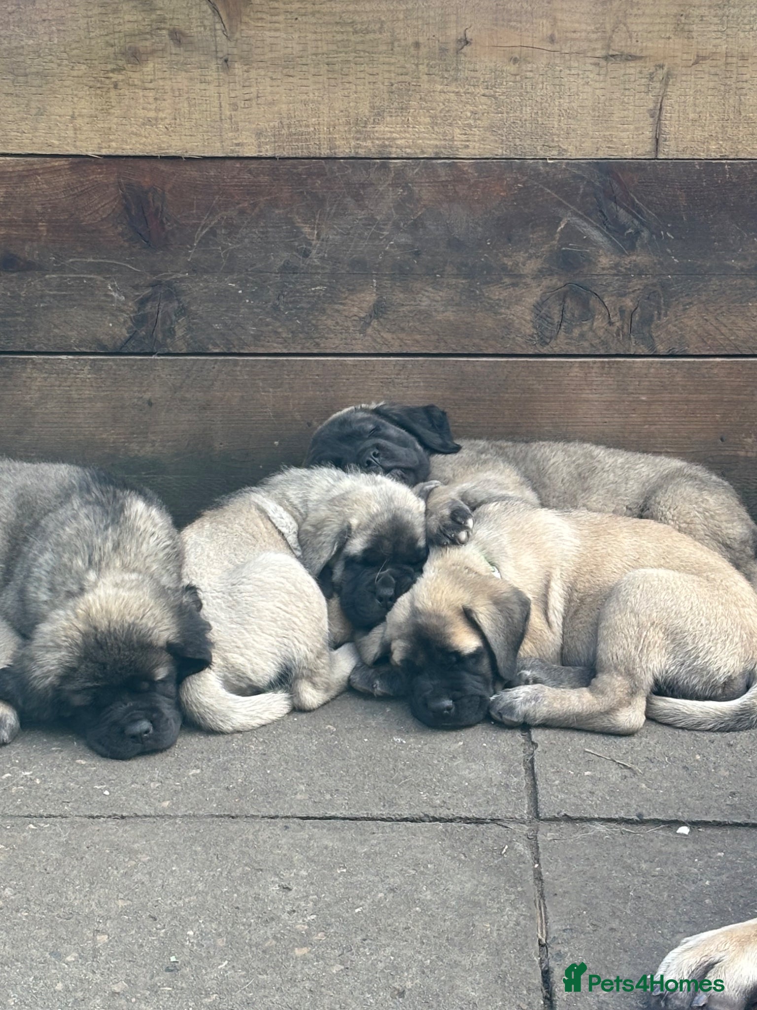Mastiff dogs Kc registered old English mastiff puppies - Advert 7