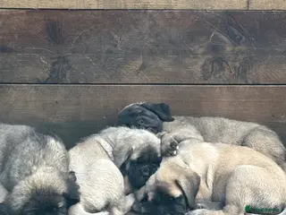 Mastiff dogs Kc registered old English mastiff puppies - Advert 9