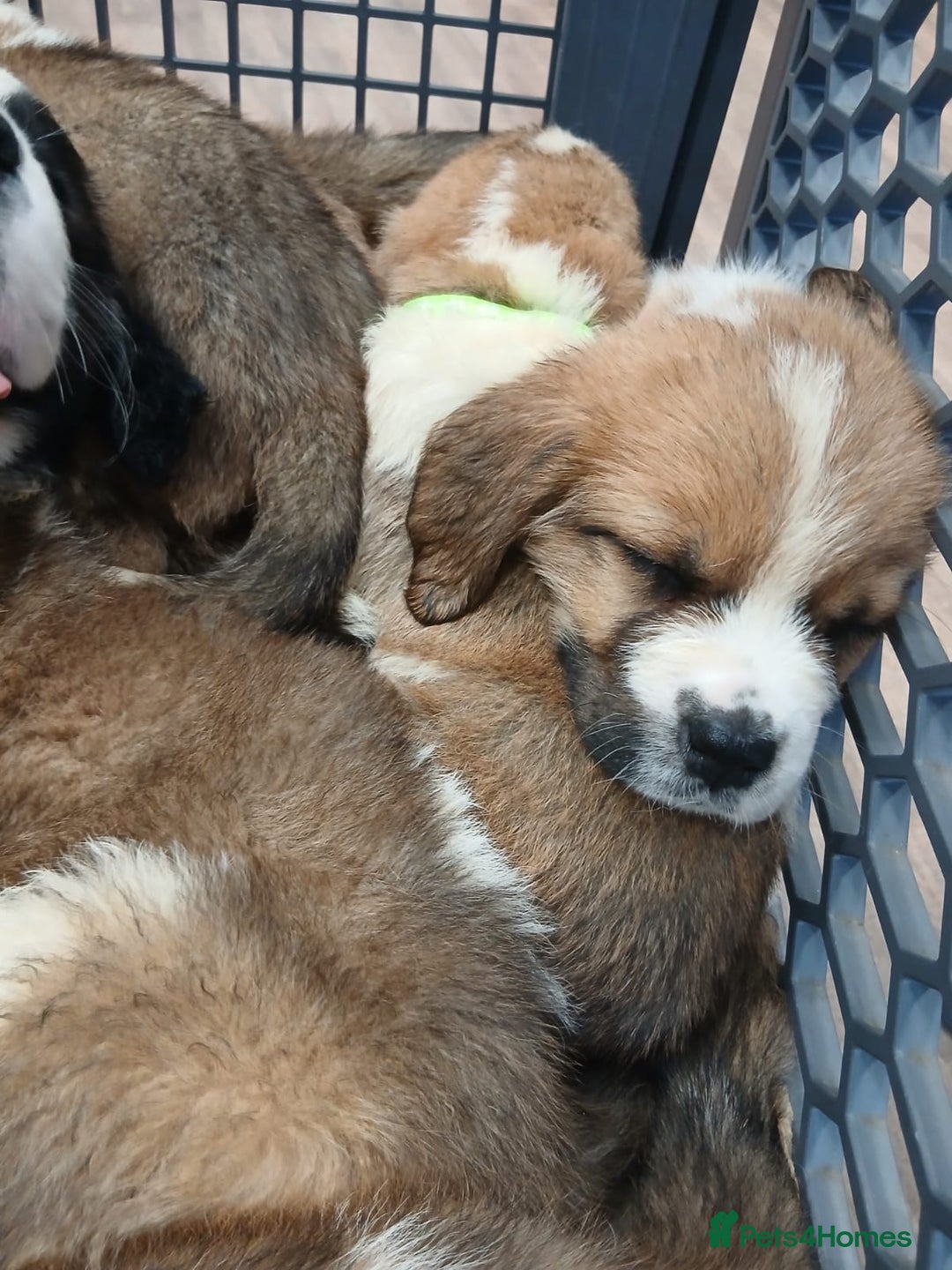 Saint Bernard dogs for sale: Saint Bernard puppies  - Image 26
