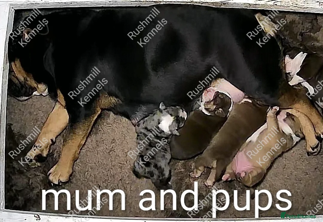 Olde English Bulldogge dogs for sale: Olde English bulldog puppies - Advert 5