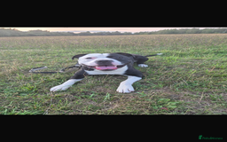 Mixed Breed dogs for sale: American bulldog x staffy available  - Image 2