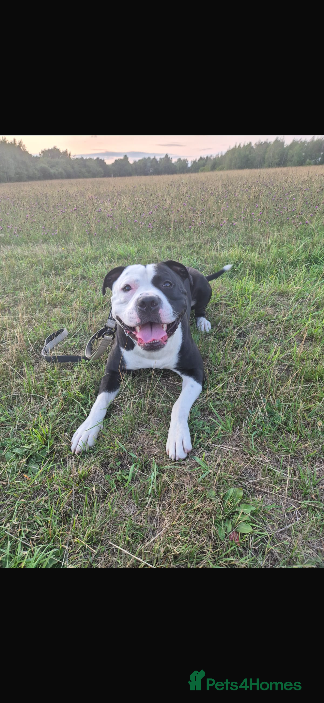 Mixed Breed dogs for sale: American bulldog x staffy available  - Image 2