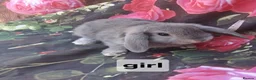 Mini Lop rabbits for sale: Mini lop babies - Advert 3