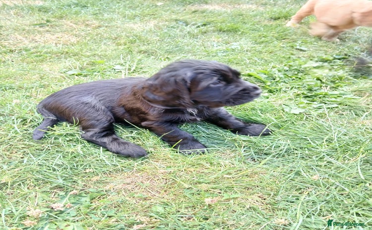 Cocker Spaniel dogs - Advert 4