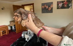 Cocker Spaniel dogs for sale: KC Reg Show Cocker Ext health tested - Image 27