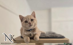 British Shorthair cats for sale: ❗️❗️2 LEFT❗️❗️CHUNKY ADORABLE FLUFF BALLS in Ilkeston - Image 19