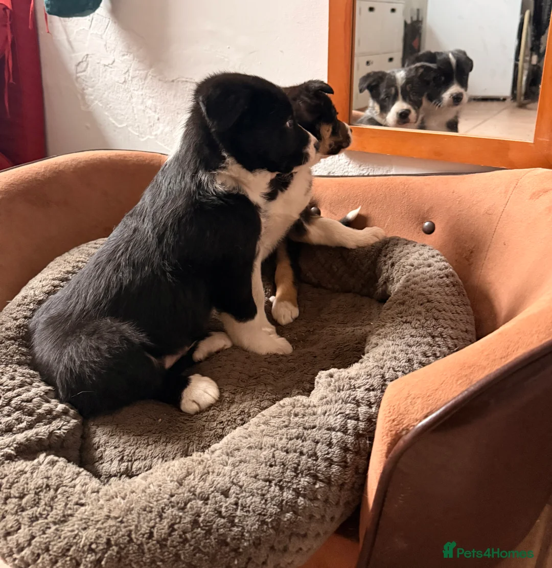 Border Collie dogs for sale: Gorgeous border collie puppies for sale  - Advert 17
