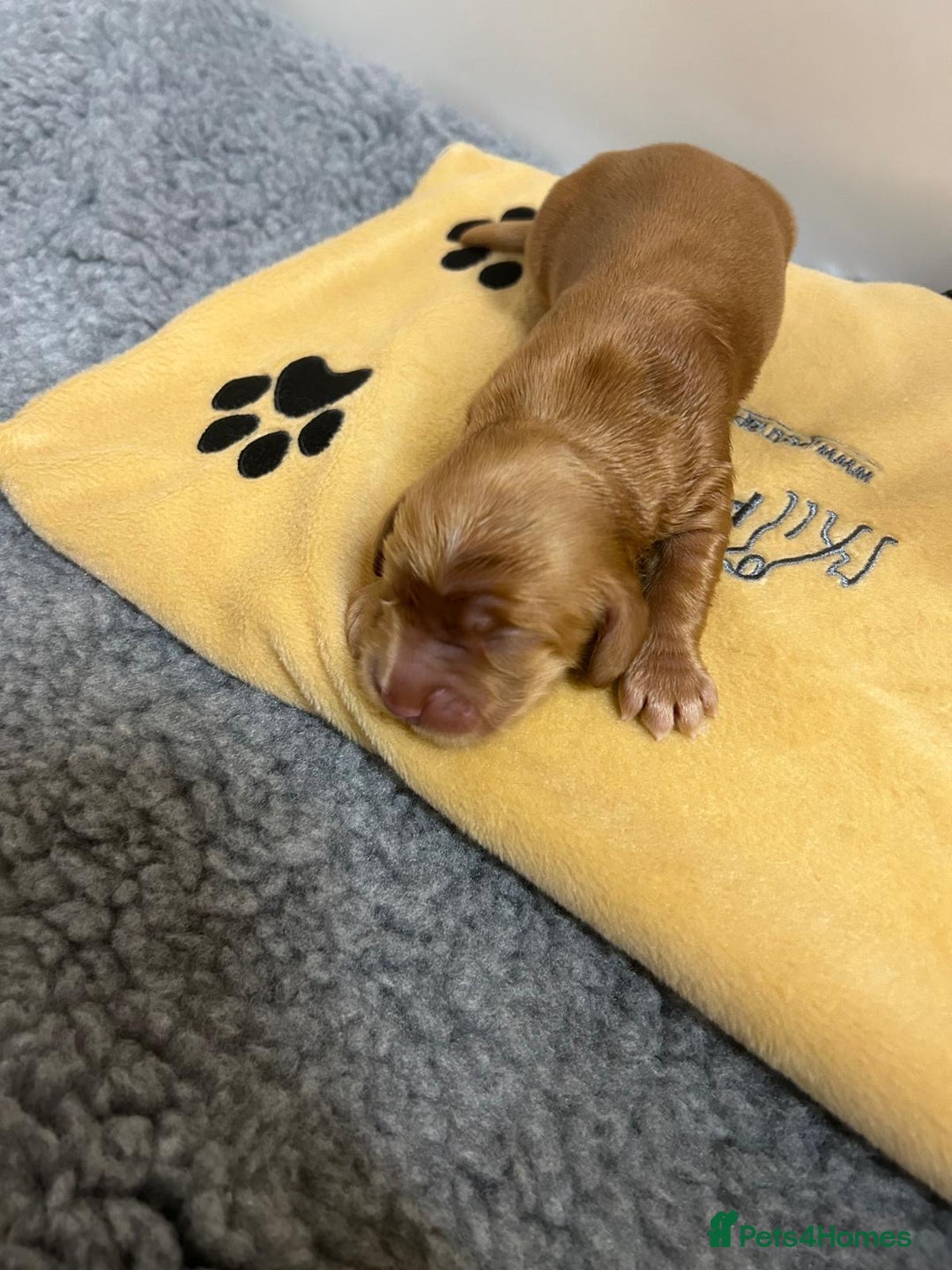 Cocker Spaniel dogs for sale: Show Cocker Spaniel Puppies - Advert 12