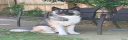 Mixed Breed dogs for sale: 13 month old Husky Cross in Dorchester - Advert 2
