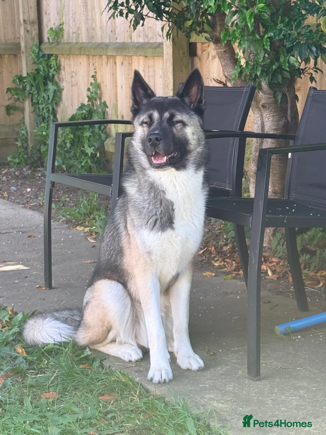 Mixed Breed dogs for sale: 13 month old Husky Cross in Dorchester - Advert 2