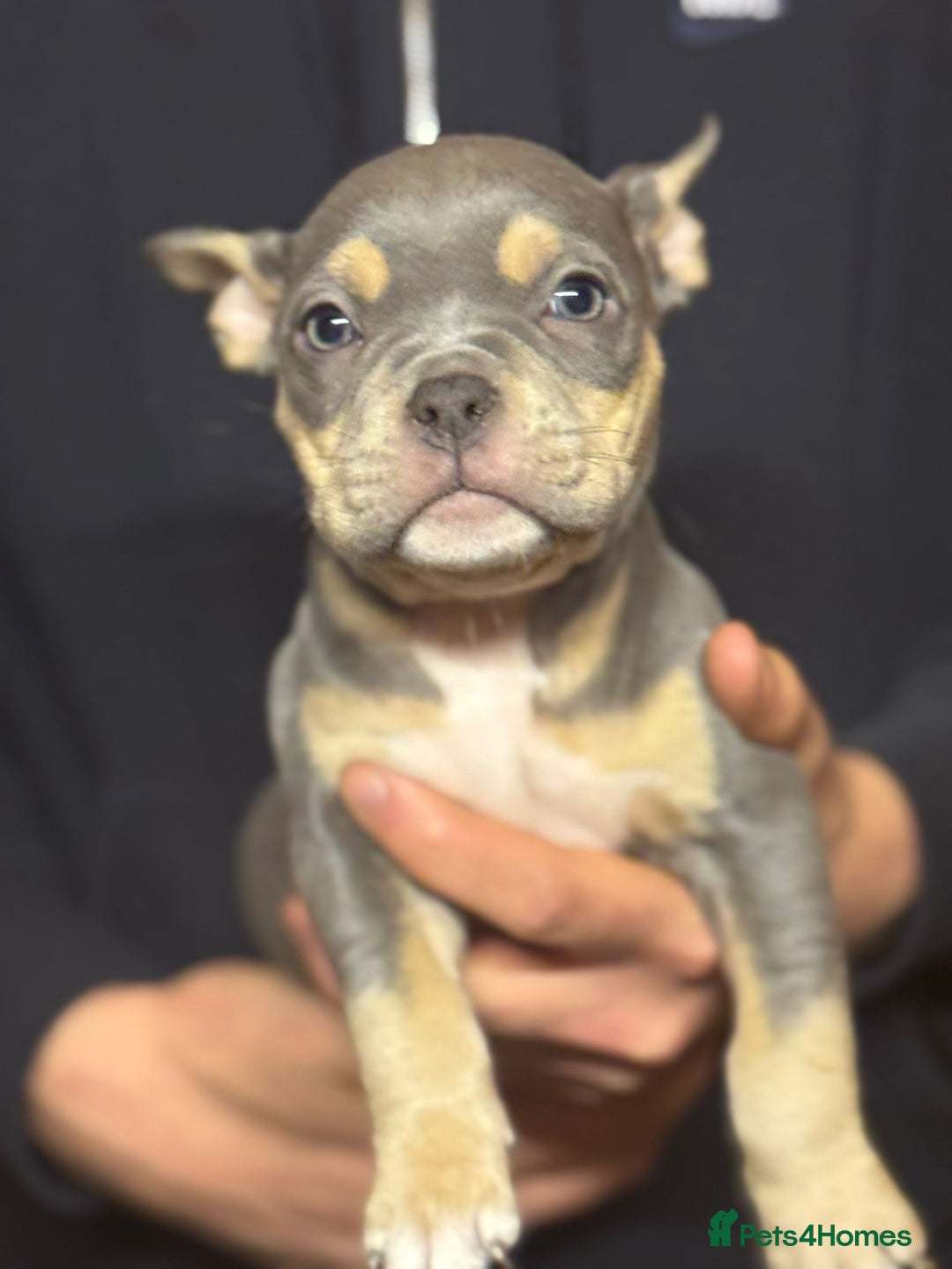 American Bully dogs for sale: Pocket bully - Advert 6