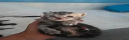 Mixed Breed cats for sale: Beautiful bengal x kittens  - Advert 15