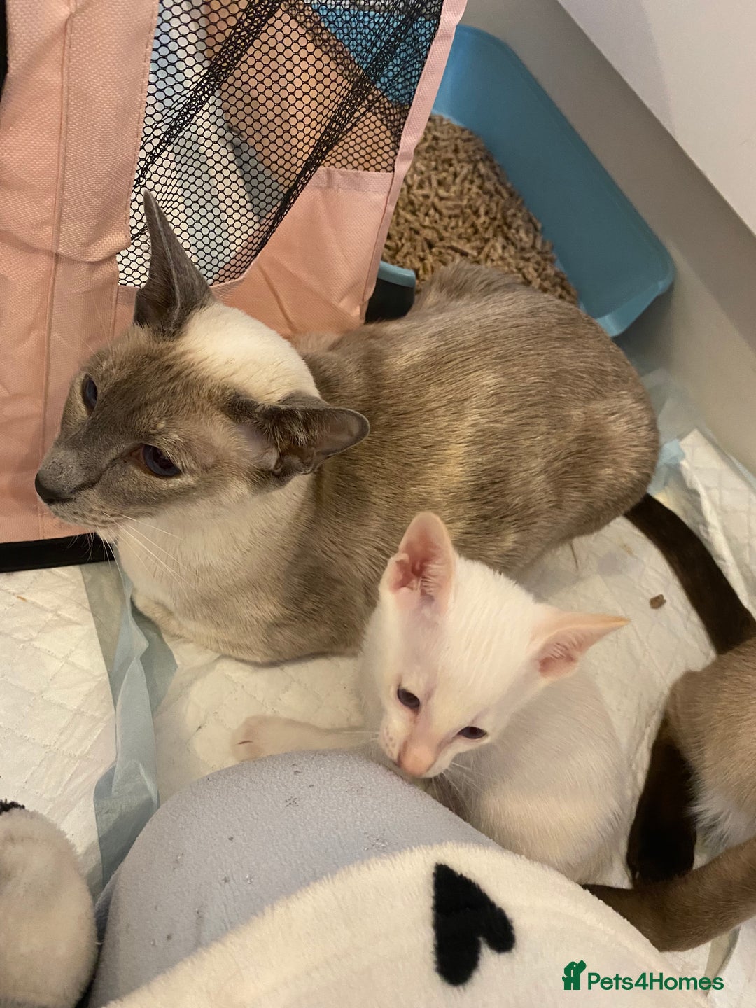 Siamese cats for sale: Siamese kittens for sale  - Advert 8